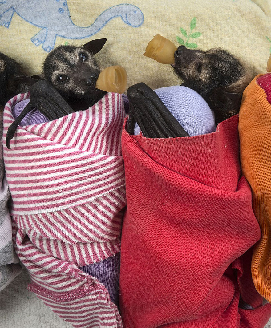 Bệnh viện đặc biệt dành cho các chú dơi bị bỏ rơi ở Australia Bệnh viện đặc biệt dành cho các chú dơi bị bỏ rơi ở Australia