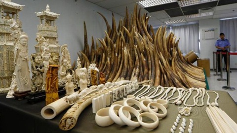 AP: Quan chức TQ dùng máy bay ông Tập buôn lậu ngà voi  