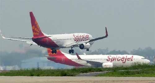 Máy bay phải dừng cất cánh vì bị trâu húc