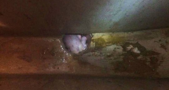 Bị xả nước từ bồn cầu, bé trai thoát chết kì diệu