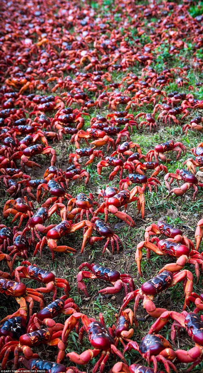 Cảnh tượng hơn 100 triệu cua đỏ bỏ rừng ra biển