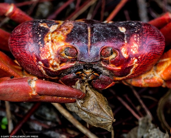 Cảnh tượng hơn 100 triệu cua đỏ bỏ rừng ra biển