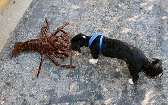 Phát hiện tôm hùm 70 tuổi, nặng 5,5 kg