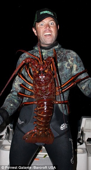 Phát hiện tôm hùm 70 tuổi, nặng 5,5 kg