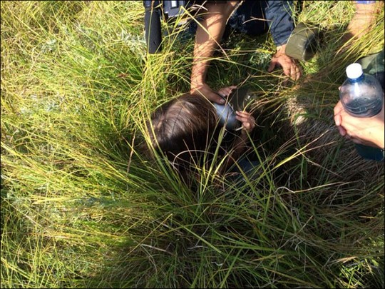 Bé gái 3 tuổi sống sót 11 ngày trong khu rừng đầy sói hoang