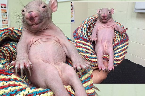 Chú gấu túi gây sốt nhờ vẻ ngoài đáng yêu và dáng ngồi đặc biệt