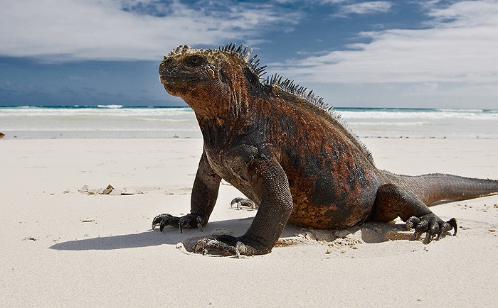 Quái vật tiền sử hiếm hoi vẫn còn tồn tại trên biển cả