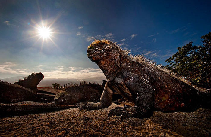 Quái vật tiền sử hiếm hoi vẫn còn tồn tại trên biển cả