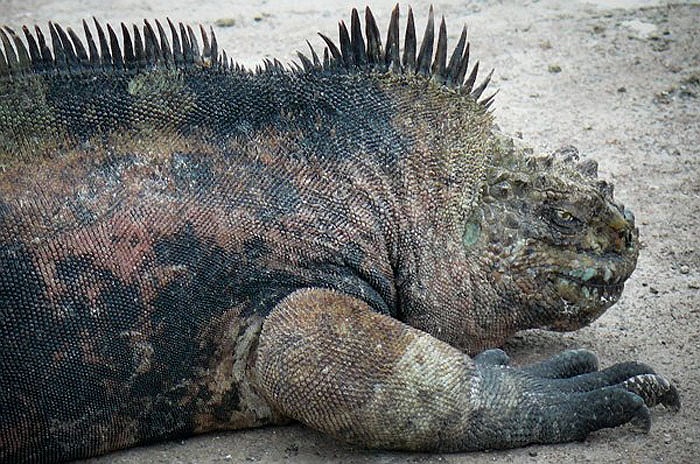 Quái vật tiền sử hiếm hoi vẫn còn tồn tại trên biển cả