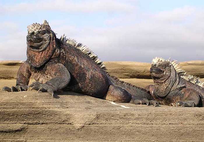 Quái vật tiền sử hiếm hoi vẫn còn tồn tại trên biển cả