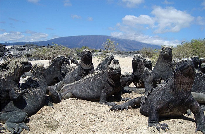 Quái vật tiền sử hiếm hoi vẫn còn tồn tại trên biển cả