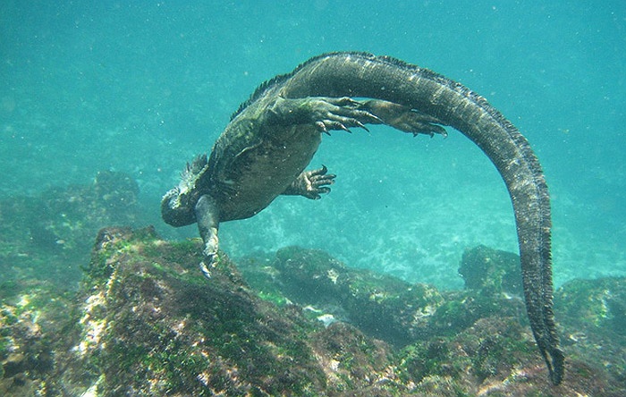Quái vật tiền sử hiếm hoi vẫn còn tồn tại trên biển cả
