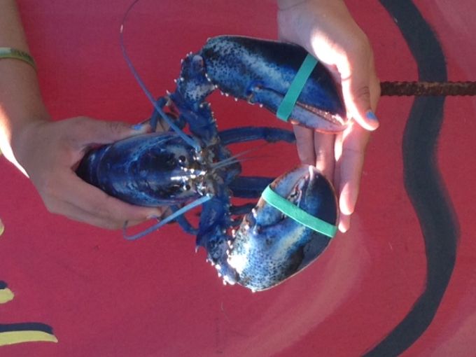 Bắt được tôm hùm xanh cực hiếm ở Mỹ