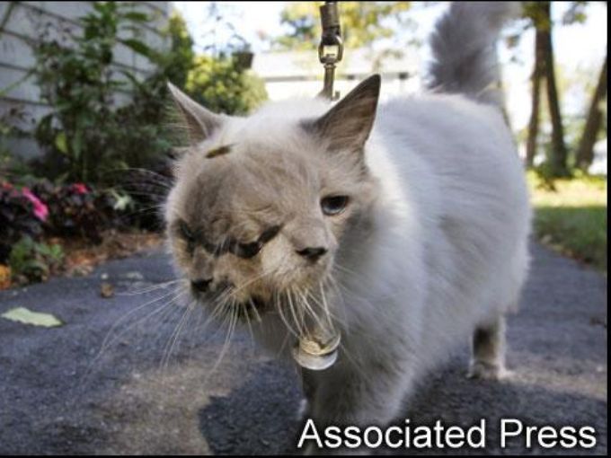 Chùm ảnh: Những loài động vật 2 đầu kỳ dị trên thế giới