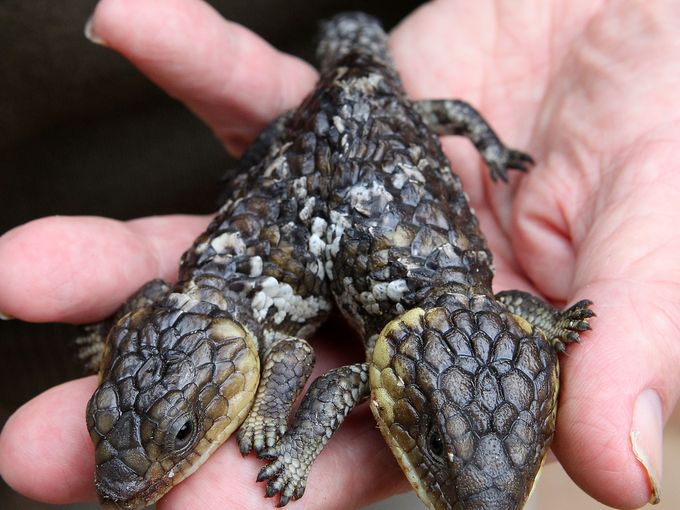 Chùm ảnh: Những loài động vật 2 đầu kỳ dị trên thế giới