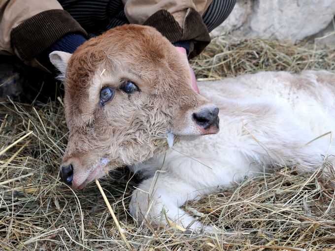 Chùm ảnh: Những loài động vật 2 đầu kỳ dị trên thế giới