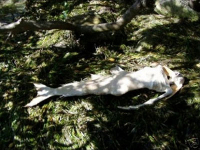 Sốc: Phát hiện xác ‘nàng tiên cá’ trên bãi biển ở Philippines