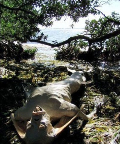 Sốc: Phát hiện xác ‘nàng tiên cá’ trên bãi biển ở Philippines