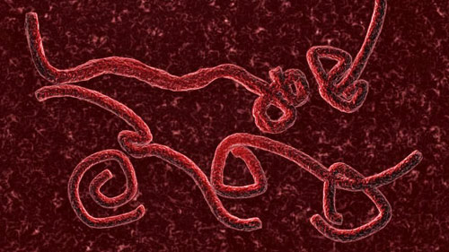 Mỹ chưa gửi “thuốc đặc trị” virus Ebola đến châu Phi  