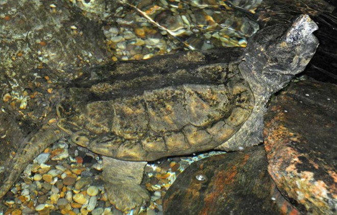 Chiêm ngưỡng loài rùa cá sấu xuất hiện từ thời tiền sử  