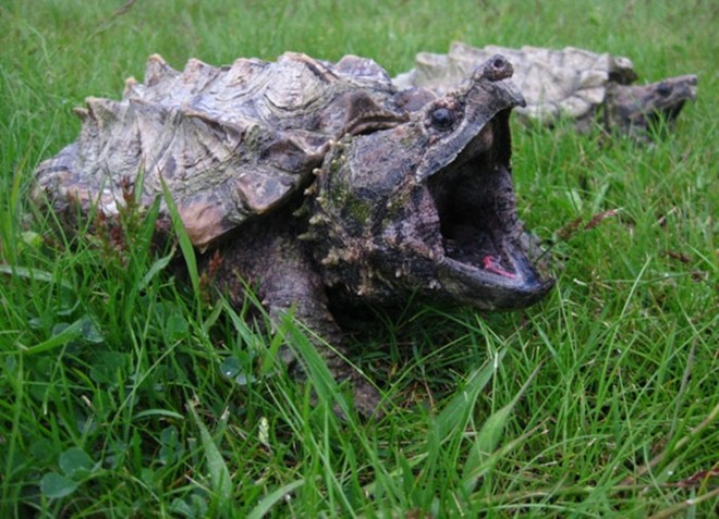 Chiêm ngưỡng loài rùa cá sấu xuất hiện từ thời tiền sử  