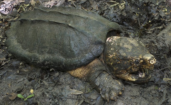 Chiêm ngưỡng loài rùa cá sấu xuất hiện từ thời tiền sử  