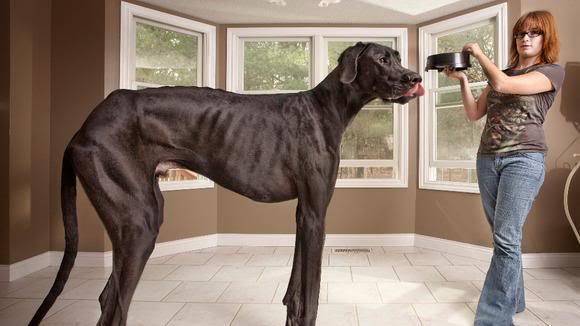 Chú chó cao nhất thế giới qua đời trước sinh nhật lần thứ 6