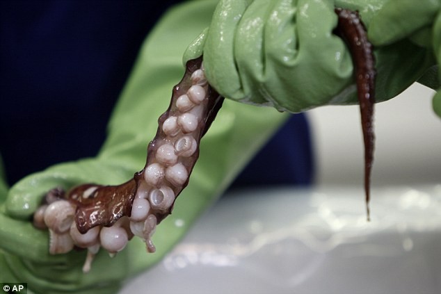 Cận cảnh mực khổng lồ nặng tới 350kg ở New Zealand