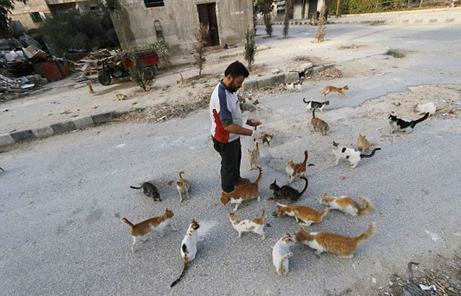 Tài xế Syria chăm sóc 150 con mèo bị bỏ rơi vì chiến tranh  