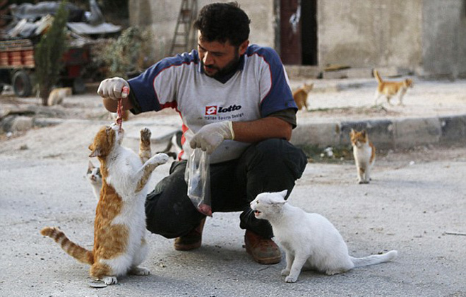 Tài xế Syria chăm sóc 150 con mèo bị bỏ rơi vì chiến tranh  