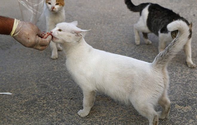 Tài xế Syria chăm sóc 150 con mèo bị bỏ rơi vì chiến tranh  