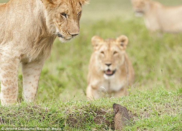 Ấn tượng cảnh cầy magnut một mình chống lại 4 con sư tử hung tợn