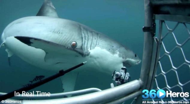 Cá mập trắng khổng lồ cắn nát máy quay phim trị giá 12.000 USD  