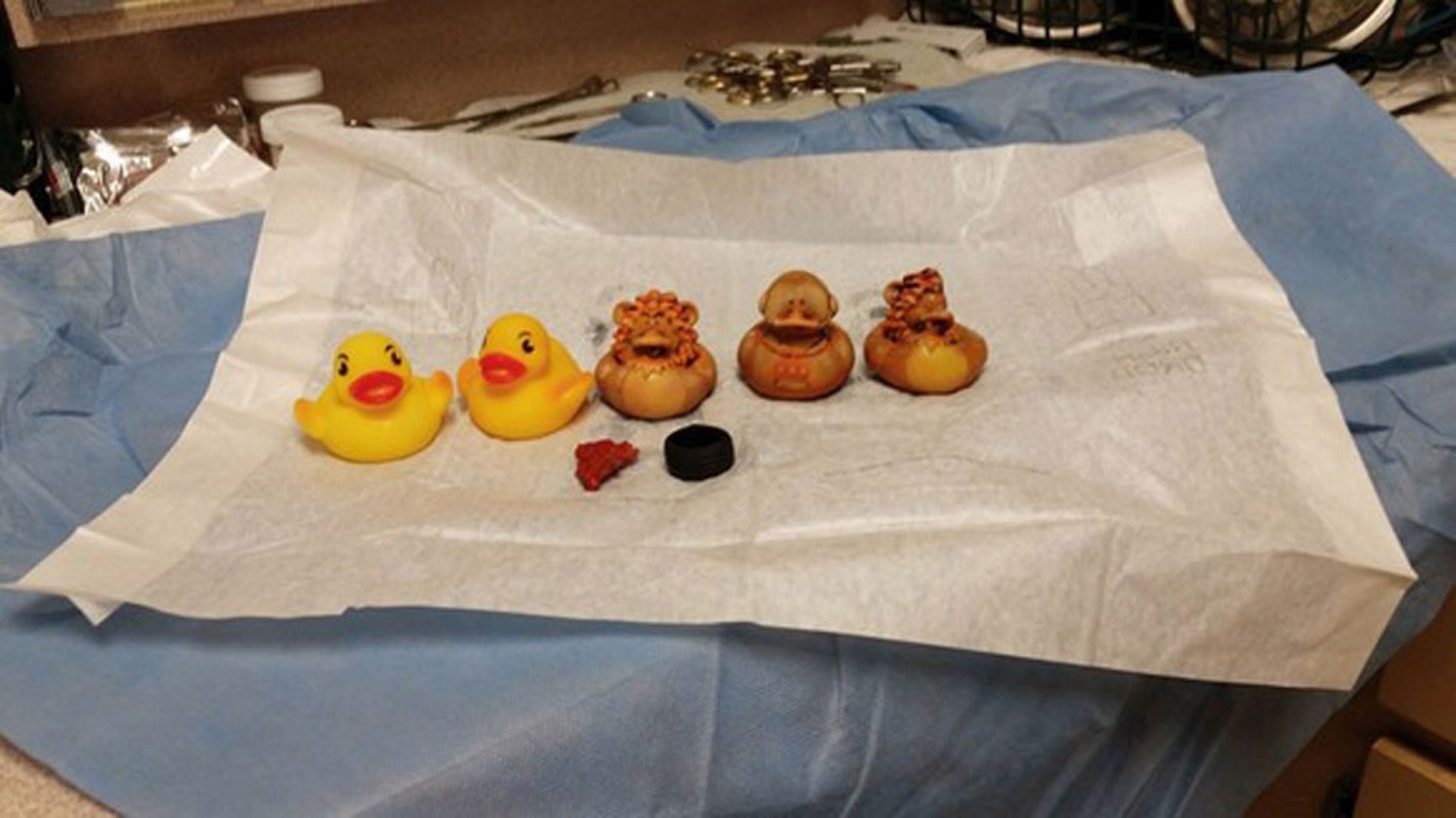 Chú chó nhập viện vì nuốt tới hàng chục đôi tất trong dạ dày