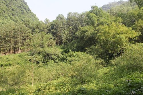 Xác định thi thể phân hủy trong rừng keo là nam giới