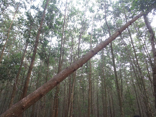 Vụ bé 14 tuổi chết trong rừng tràm: Không có dấu hiệu tự tử