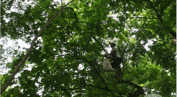 Mùa sấu, chủ “thầu” kiếm 5 triệu đồng/ngày