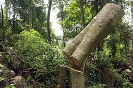 Bắt quả tang lâm tặc tàn phá Khu bảo tồn Pù Huống