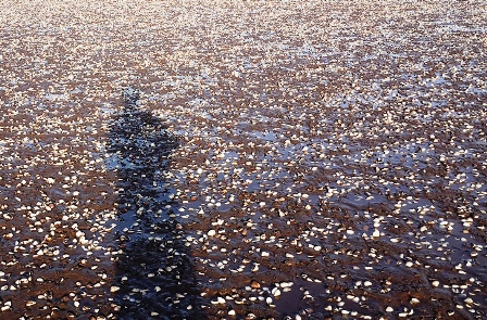 Dân khóc ròng vì ngao chết, mất hàng trăm tỷ