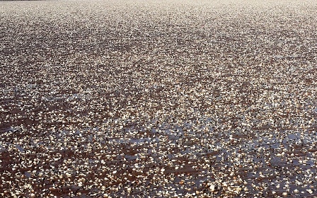 Dân khóc ròng vì ngao chết, mất hàng trăm tỷ Dân khóc ròng vì ngao chết, mất hàng trăm tỷ