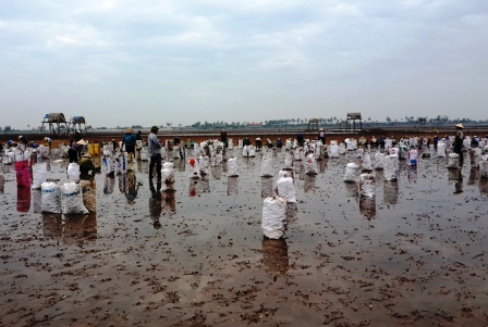 Dân khóc ròng vì ngao chết, mất hàng trăm tỷ Dân khóc ròng vì ngao chết, mất hàng trăm tỷ