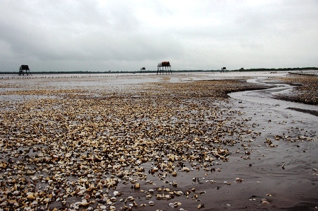 Dân khóc ròng vì ngao chết, mất hàng trăm tỷ Dân khóc ròng vì ngao chết, mất hàng trăm tỷ