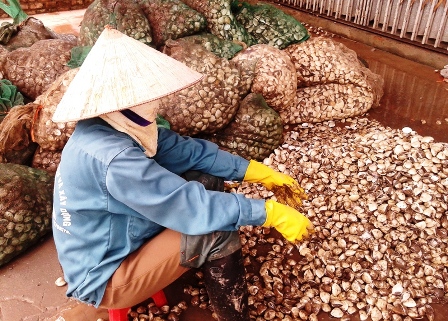 Dân khóc ròng vì ngao chết, mất hàng trăm tỷ Dân khóc ròng vì ngao chết, mất hàng trăm tỷ