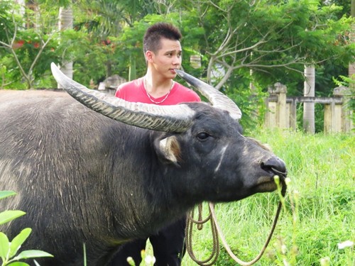 Hải Phòng cháy vé xem chọi trâu dịp 2/9