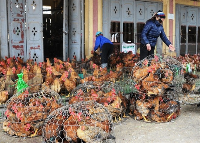 Gà miền Nam ngập tràn chợ Bắc