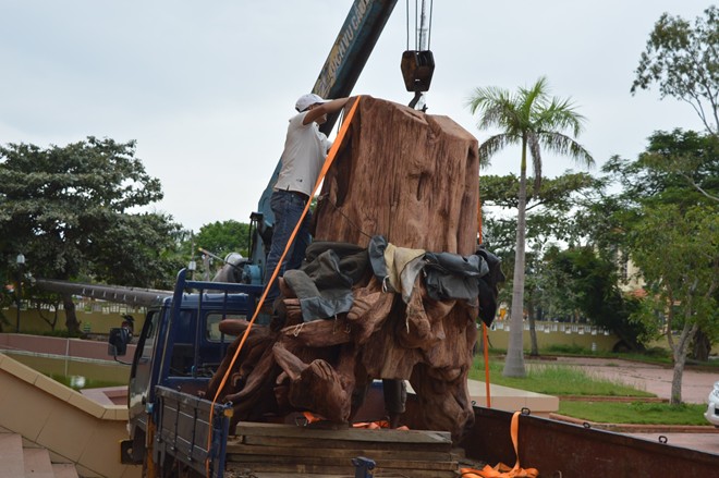 Gốc sưa khổng lồ trị giá 17 tỷ được đưa vào bảo tàng