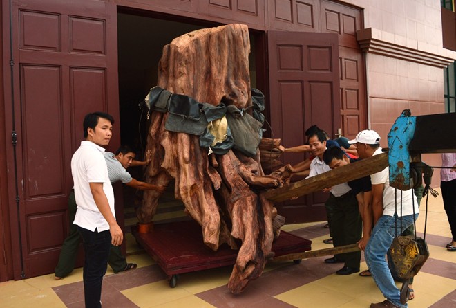Gốc sưa khổng lồ trị giá 17 tỷ được đưa vào bảo tàng