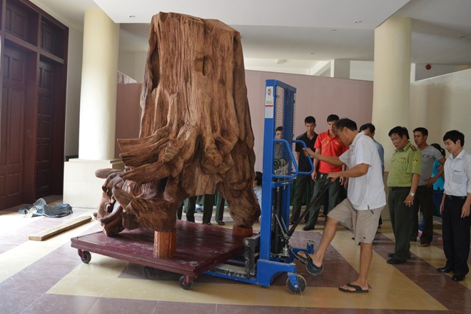 Gốc sưa khổng lồ trị giá 17 tỷ được đưa vào bảo tàng