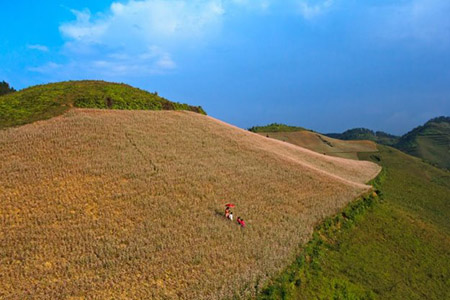 Hoa tam giác mạch mê mẩn lòng người Hoa tam giác mạch mê mẩn lòng người