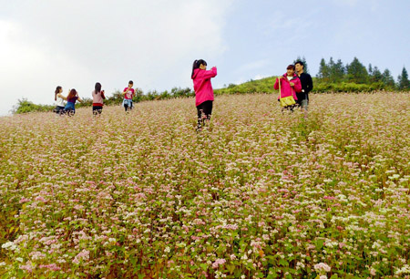 Hoa tam giác mạch mê mẩn lòng người Hoa tam giác mạch mê mẩn lòng người